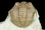 Diminutive Asaphus Platyurus Aculeatus Trilobite - Russia #178244-3